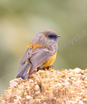 Blue-fronted Redstart