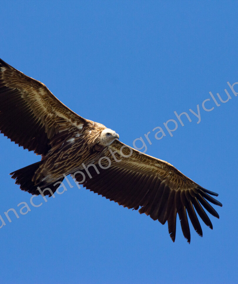 Himalayan Griffon-Mrina_preview