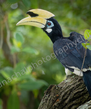 Oriental Pied Hornbill